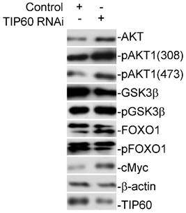 J Cancer Image