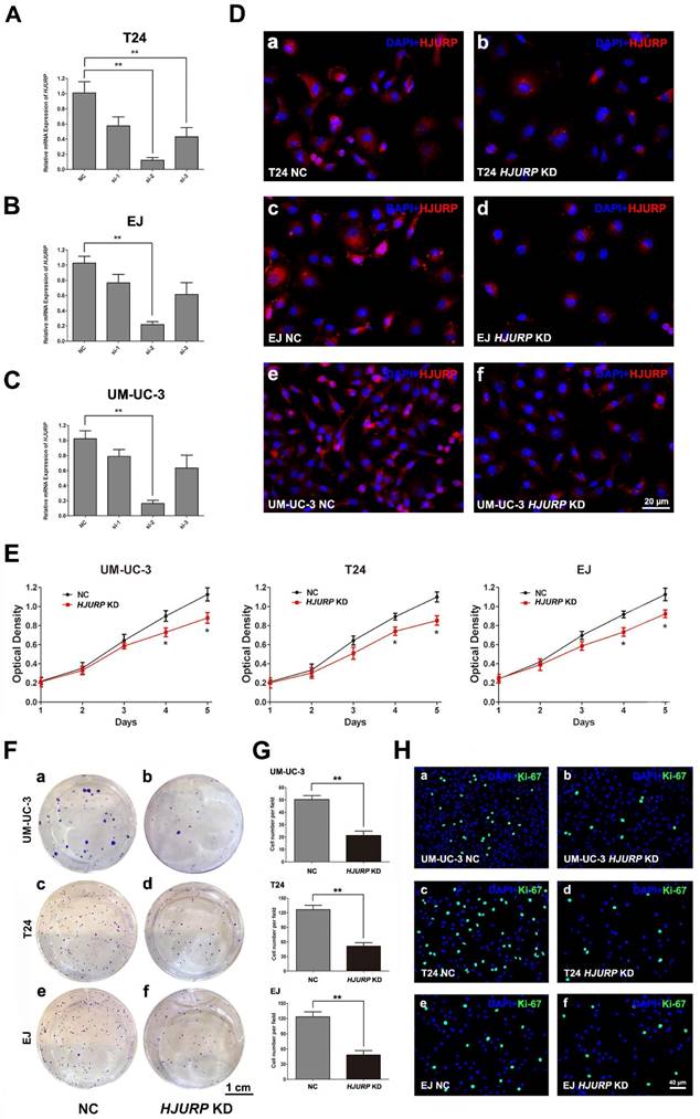 J Cancer Image