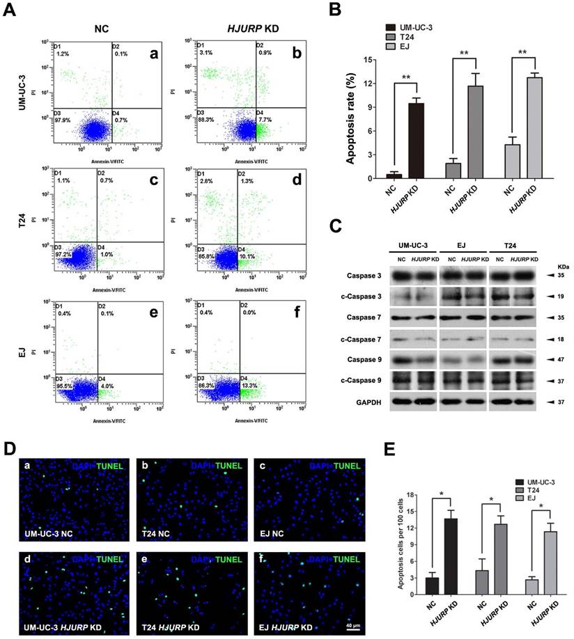 J Cancer Image