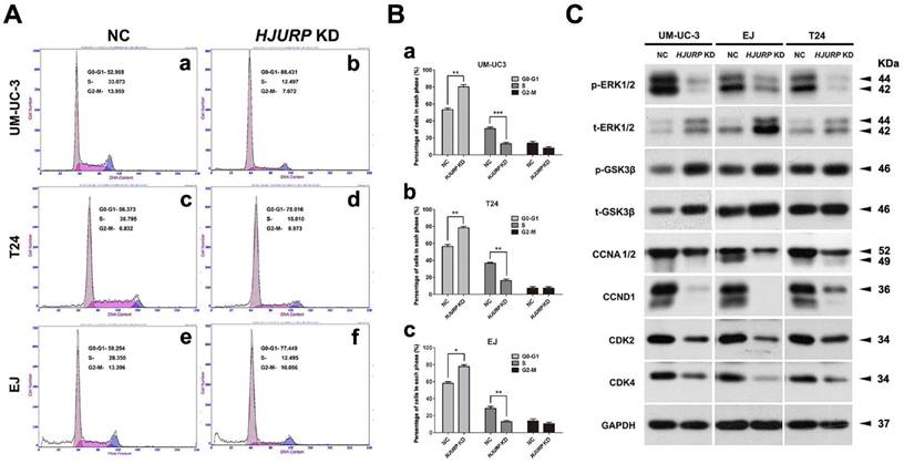 J Cancer Image