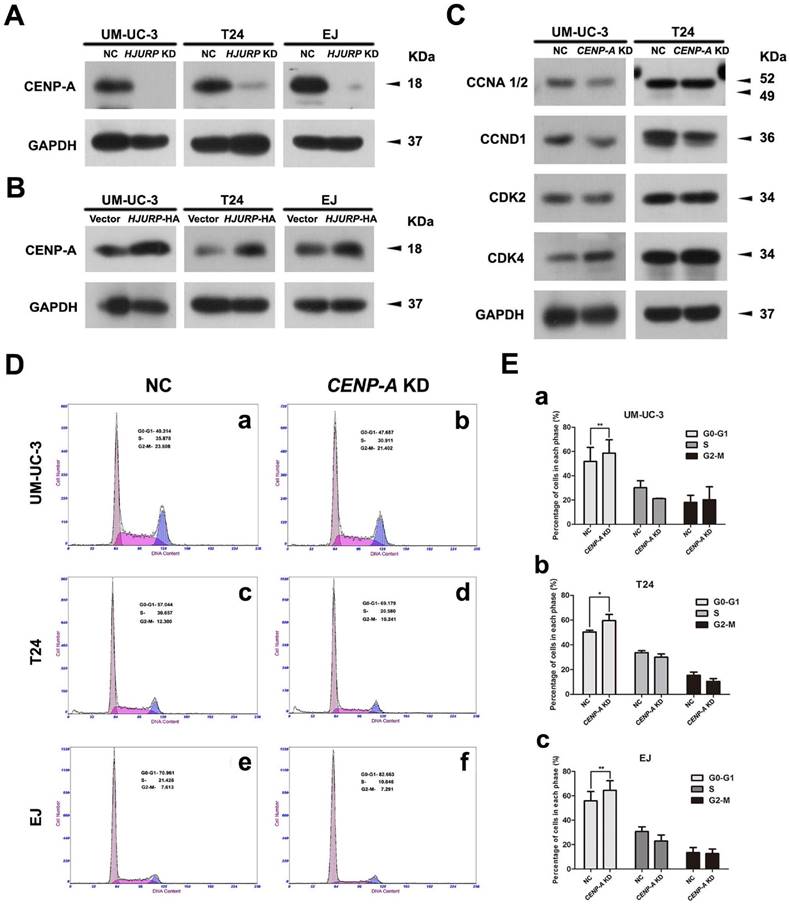 J Cancer Image