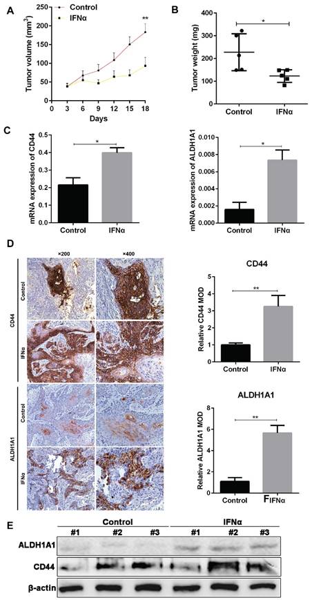 J Cancer Image