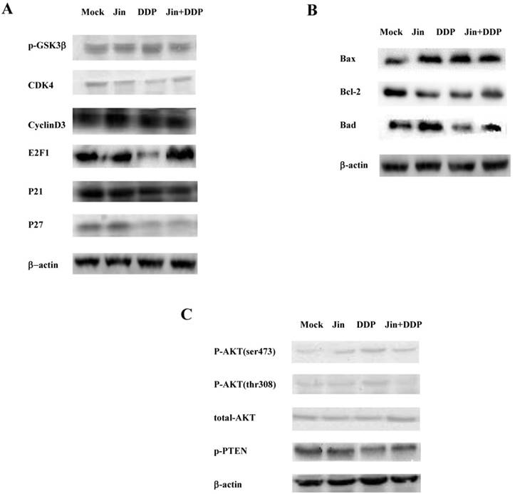 J Cancer Image