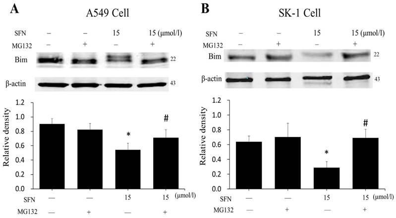 J Cancer Image