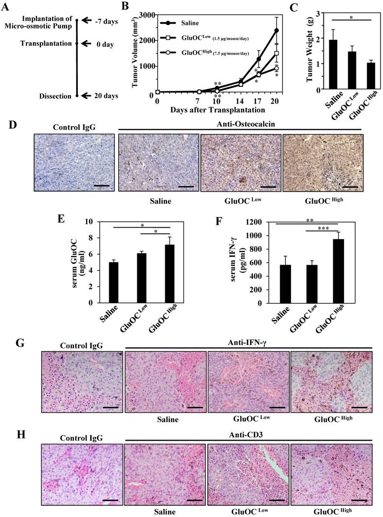 J Cancer Image