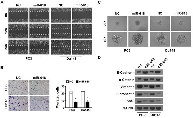 J Cancer Image