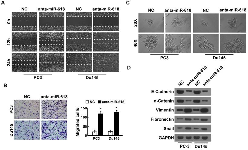 J Cancer Image