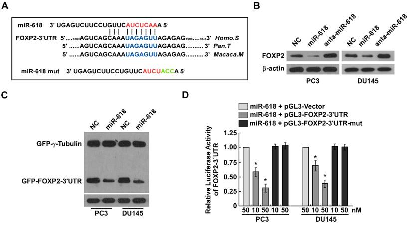 J Cancer Image