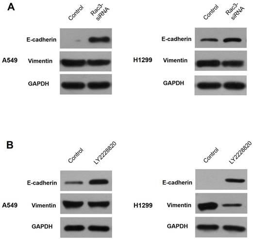 J Cancer Image