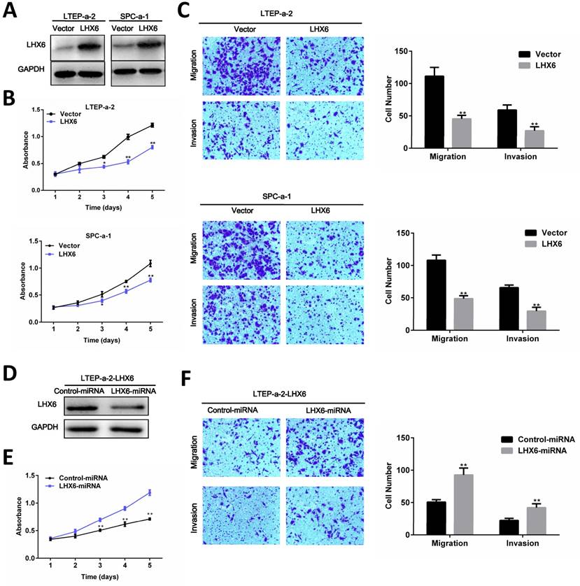 J Cancer Image