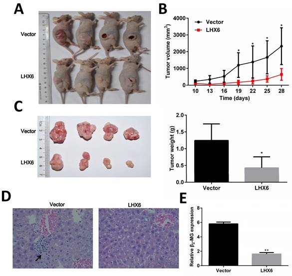 J Cancer Image