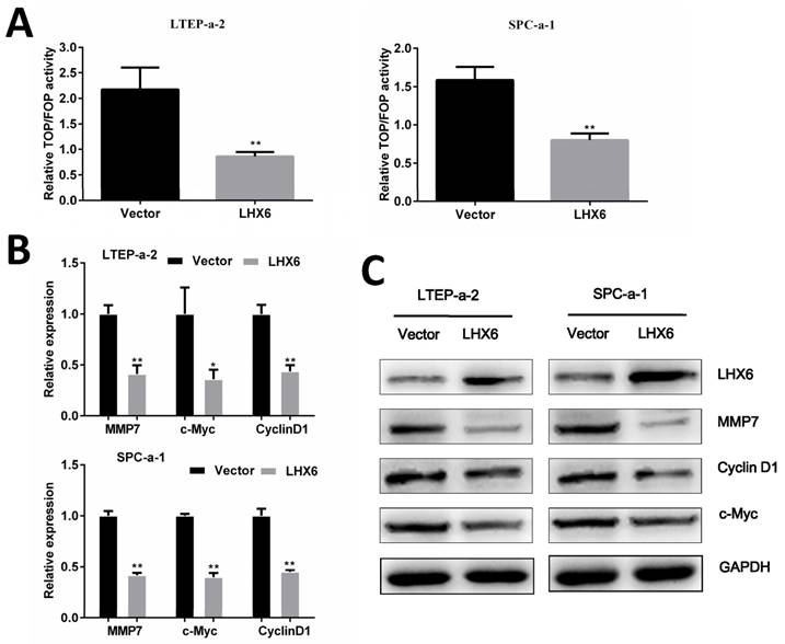 J Cancer Image