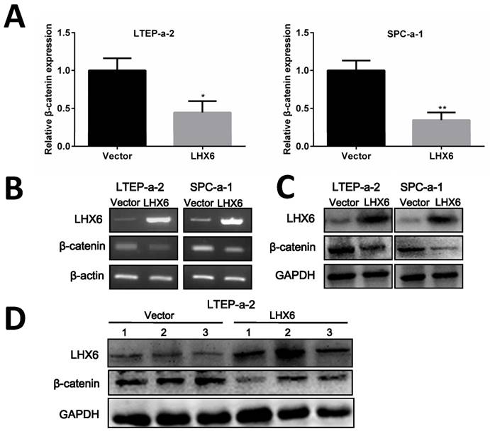 J Cancer Image