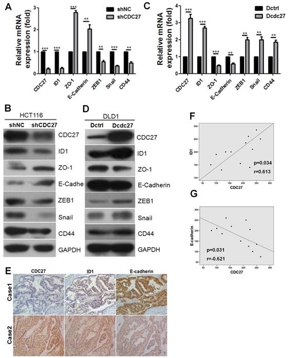 J Cancer Image