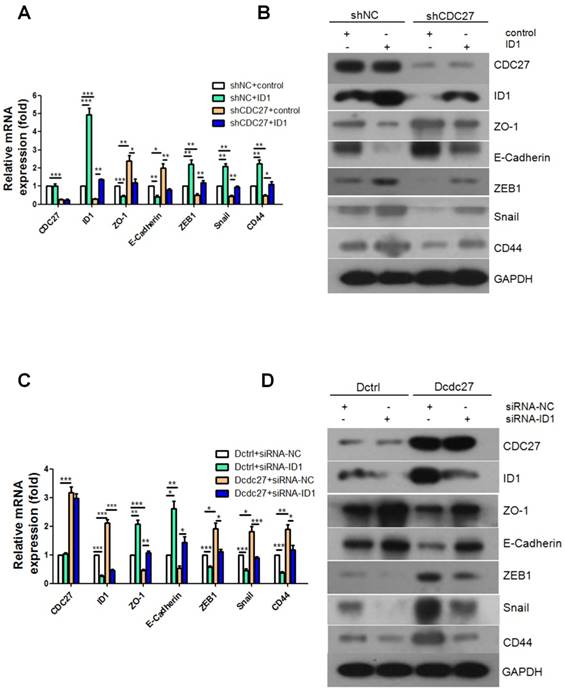 J Cancer Image