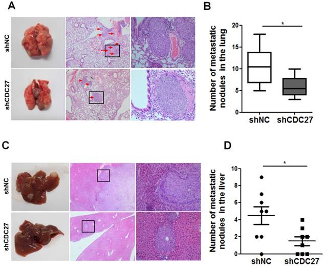 J Cancer Image