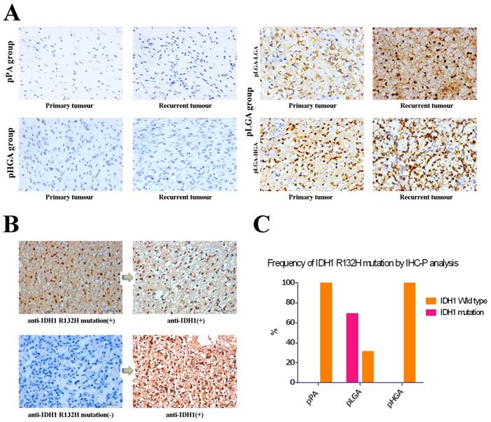 J Cancer Image