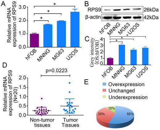 J Cancer Image