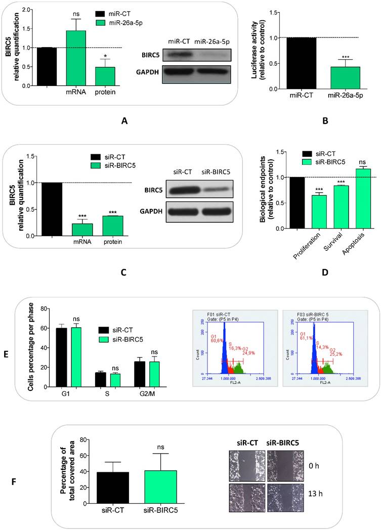 J Cancer Image