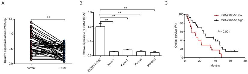 J Cancer Image