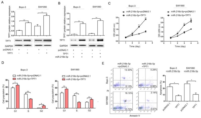 J Cancer Image