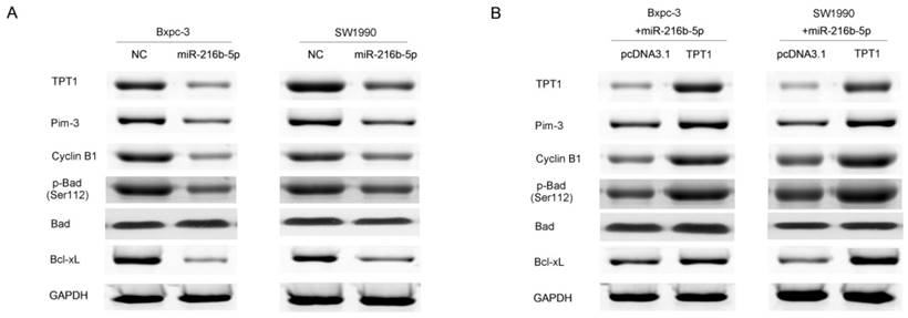 J Cancer Image