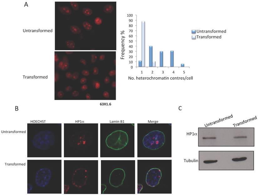 J Cancer Image