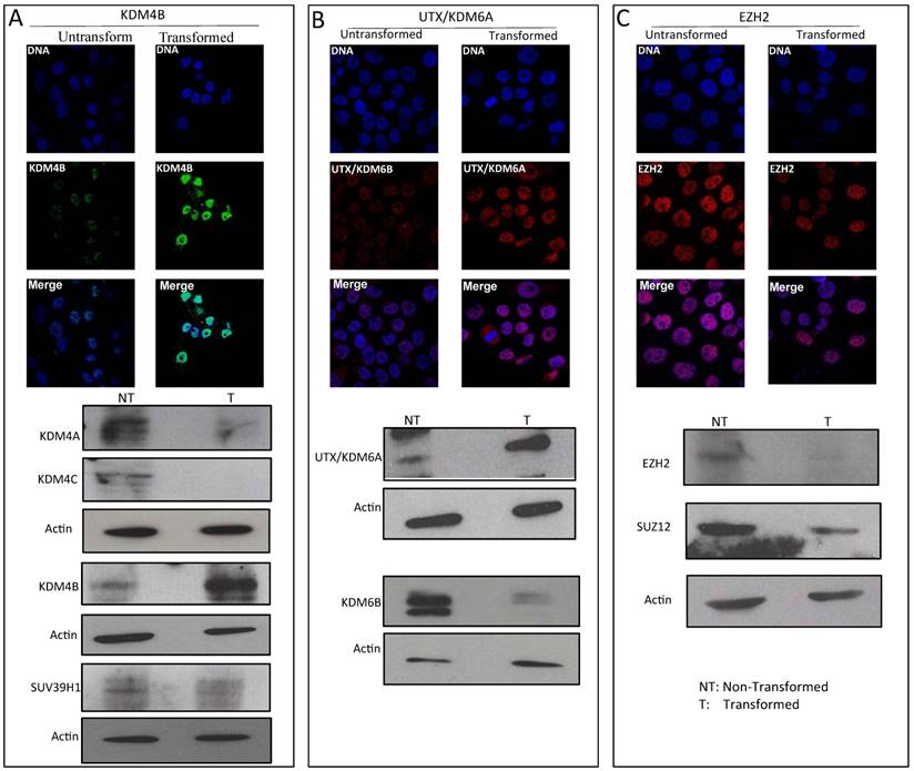 J Cancer Image