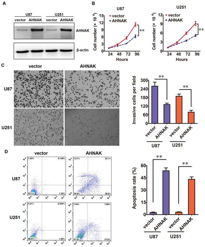 J Cancer Image