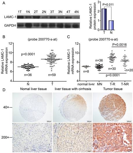 J Cancer Image