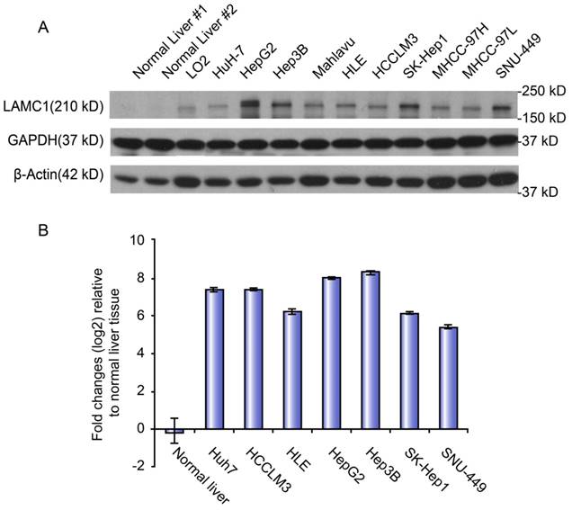 J Cancer Image