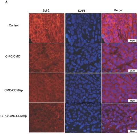 J Cancer Image