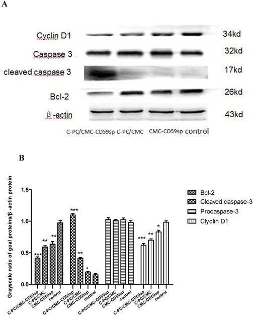 J Cancer Image