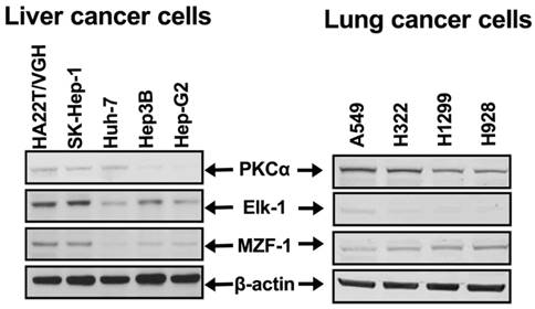 J Cancer Image