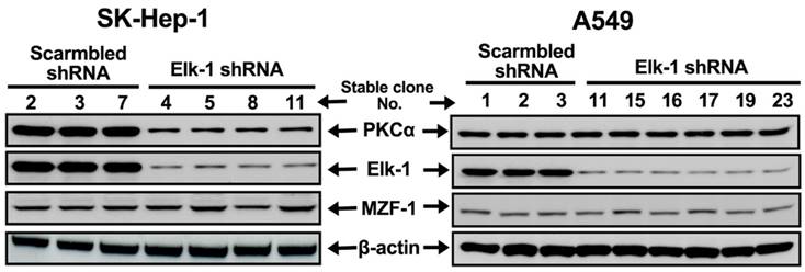 J Cancer Image