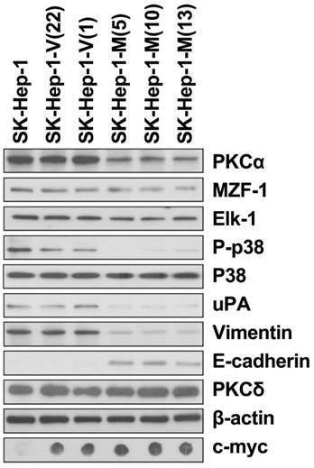 J Cancer Image