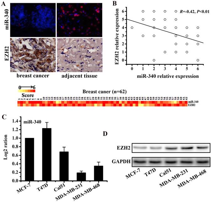 J Cancer Image