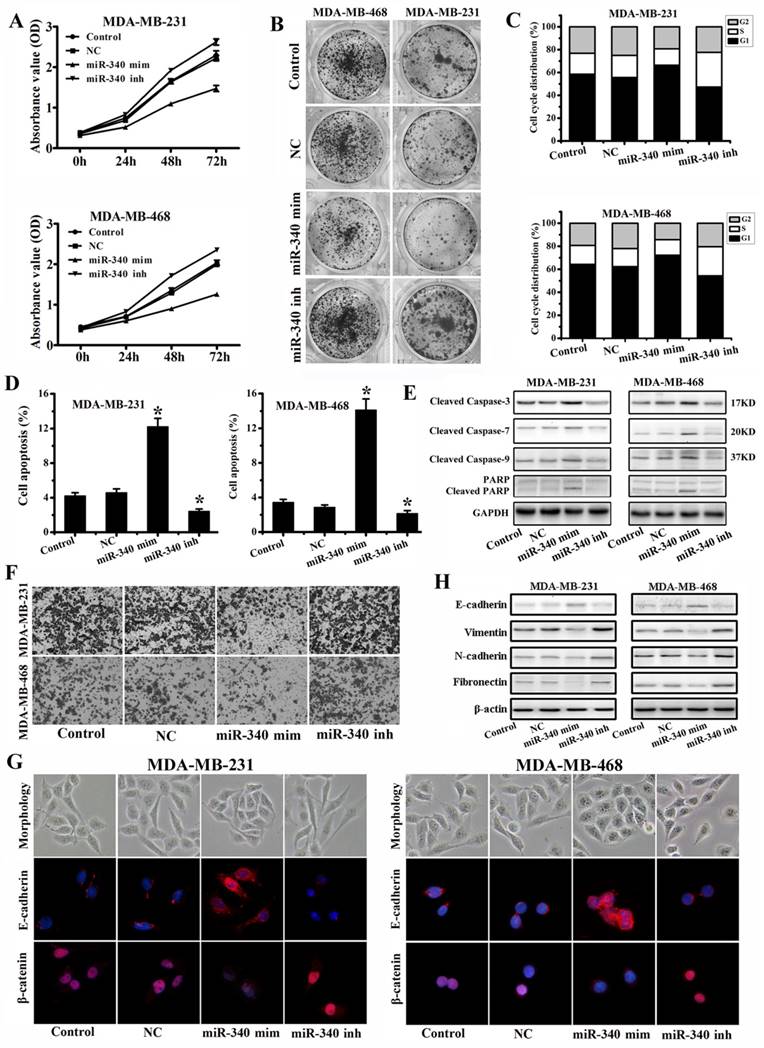 J Cancer Image