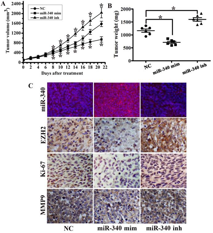 J Cancer Image