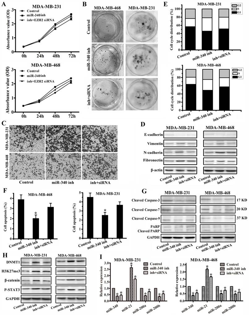 J Cancer Image