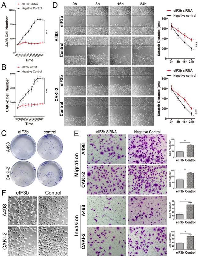 J Cancer Image