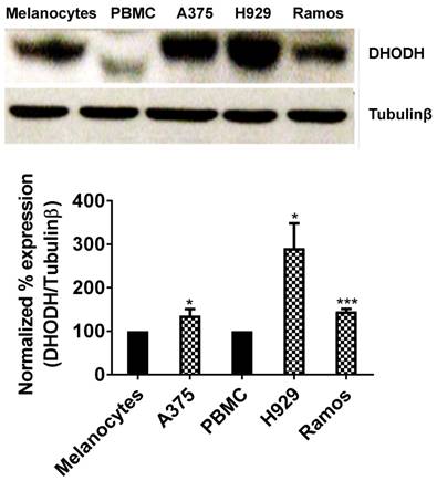 J Cancer Image