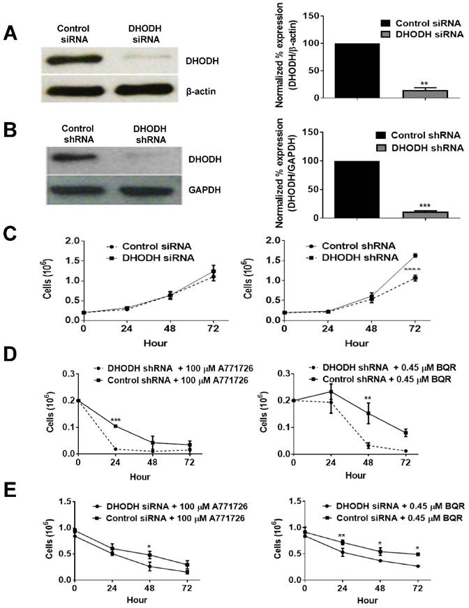 J Cancer Image