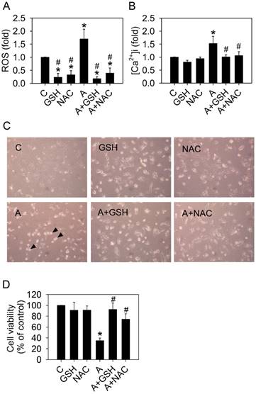 J Cancer Image