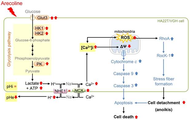 J Cancer Image