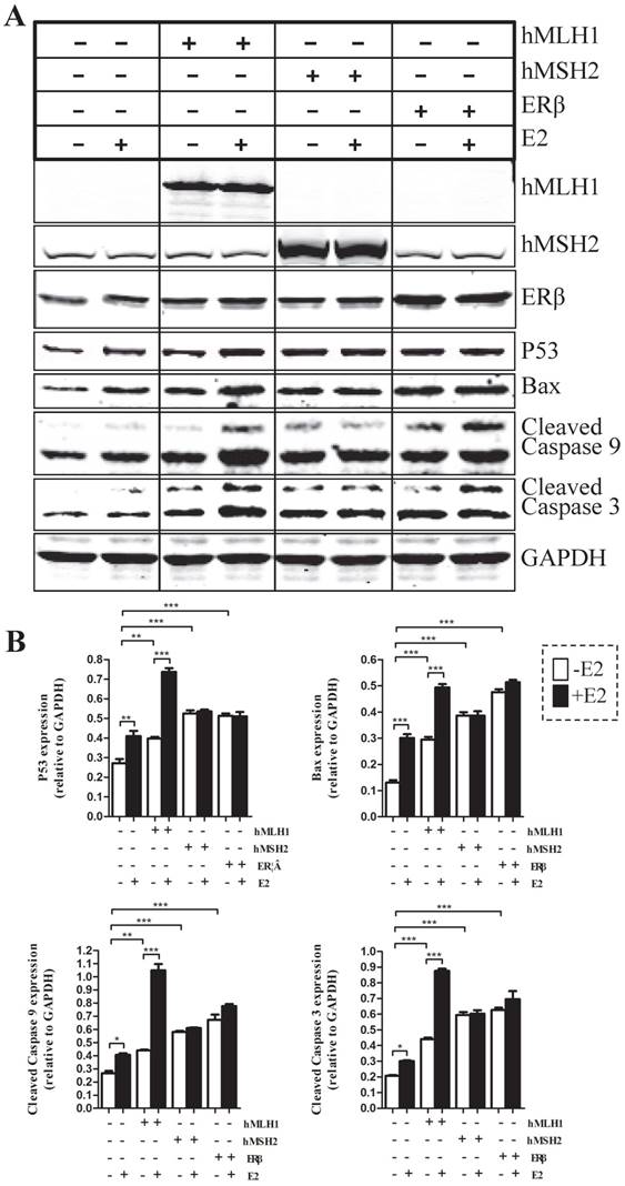 J Cancer Image