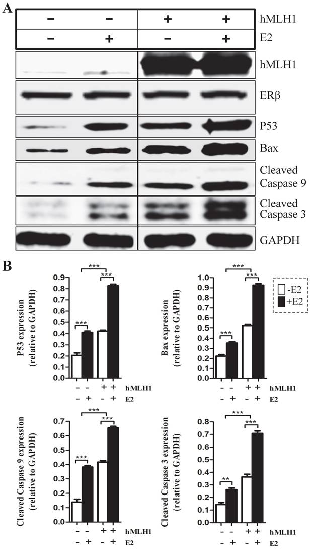 J Cancer Image