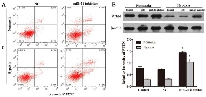 J Cancer Image