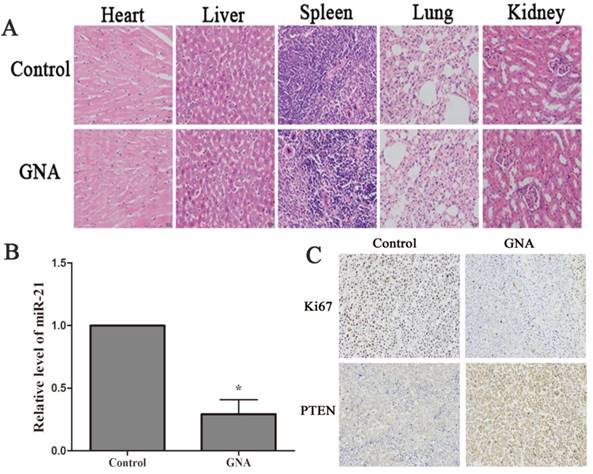 J Cancer Image