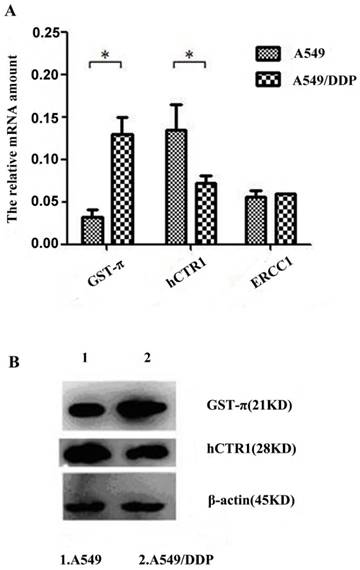 J Cancer Image